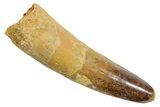 Fossil Spinosaurus Tooth - Feeding Worn Tip #349769-1